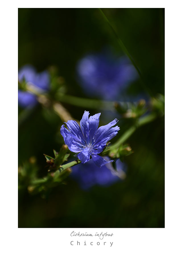 Mark L. Craighead - CHICORY Card