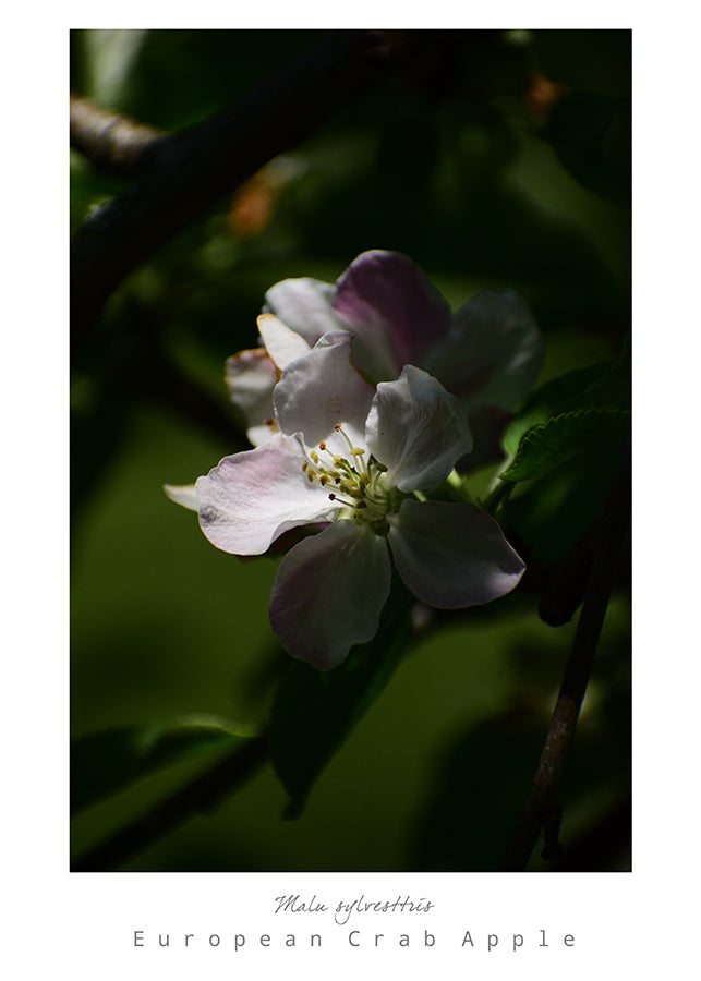 Mark L. Craighead - EUROPEAN CRAB APPLE Card
