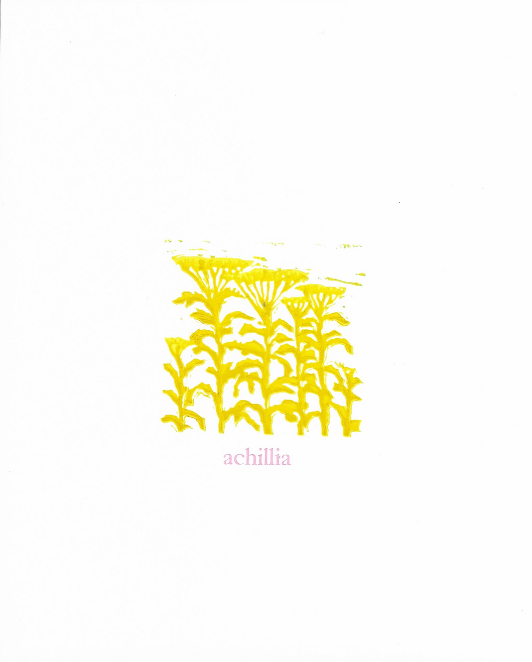 Jackson Creek Press - ACHILLIA Art Print