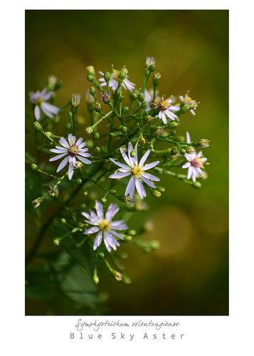 Mark L. Craighead - BLUE SKY ASTER Card