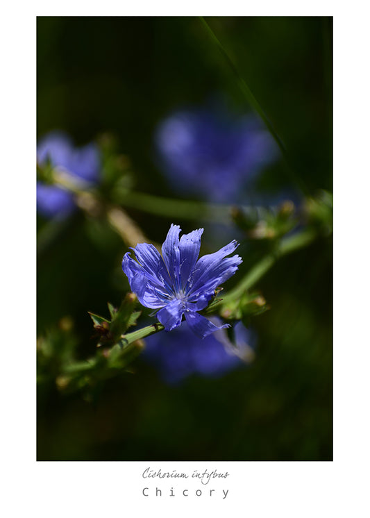 Mark L. Craighead - CHICORY Card