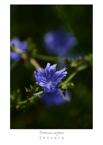Mark L. Craighead - CHICORY Card