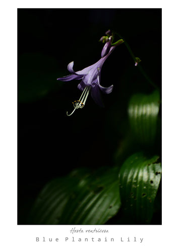 Mark L. Craighead - BLUE PLANTAIN LILY Card