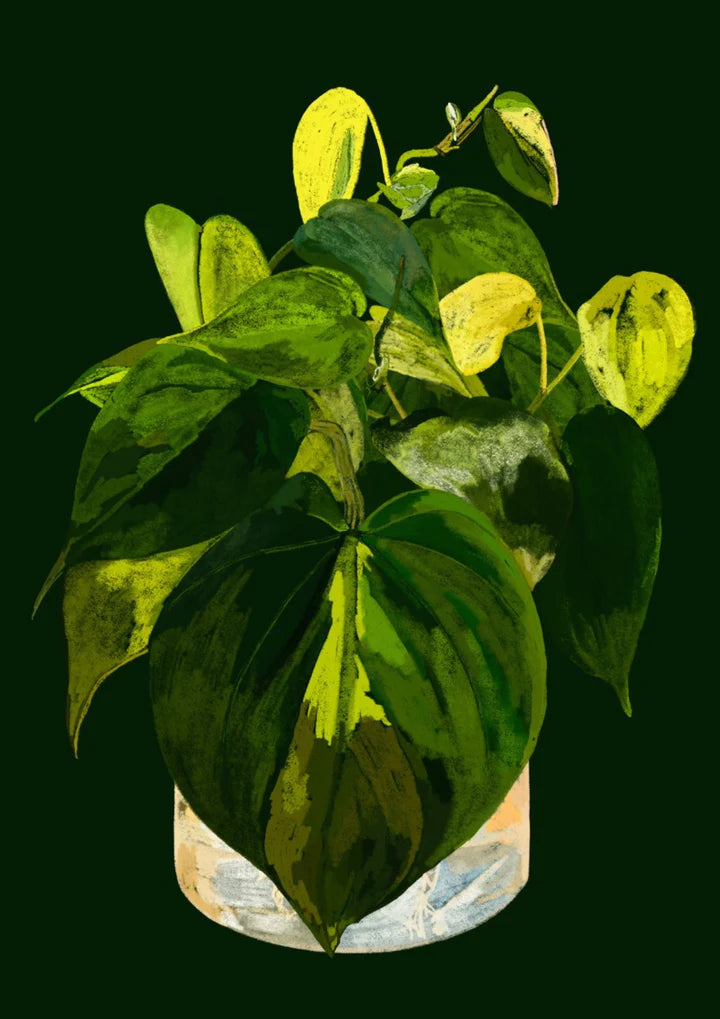 philodendron plant print