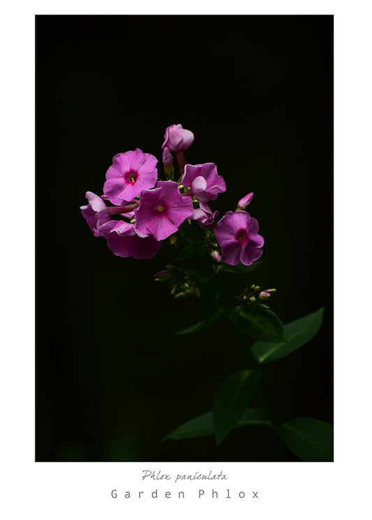 Mark L. Craighead - GARDEN PHLOX Card