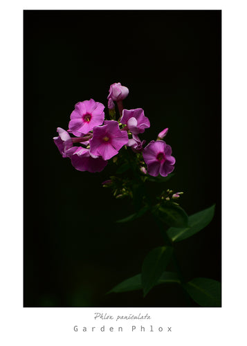 Mark L. Craighead - GARDEN PHLOX Card