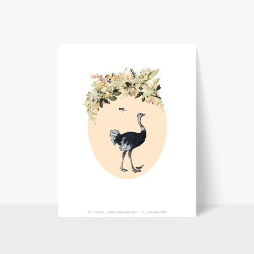 ostrich, robin & dark-eyed junco 1 print 13x17
