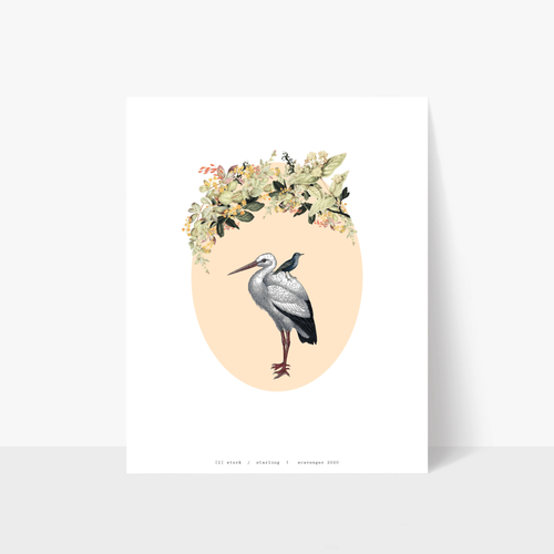 Stork, Starling  print (11x14
