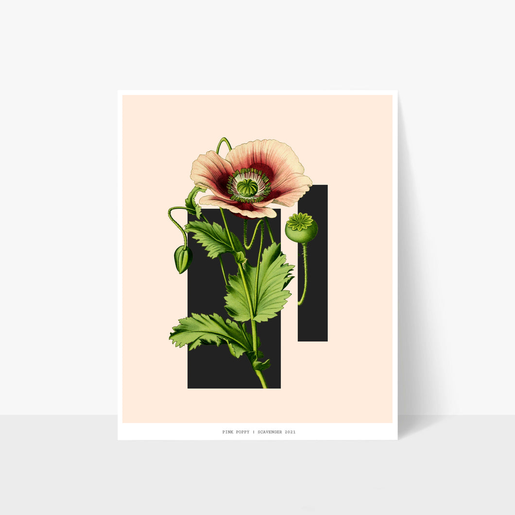 Pink Poppy print (8x10)