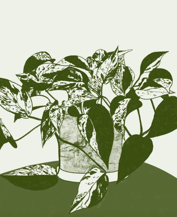 green pothos marble queen plant print