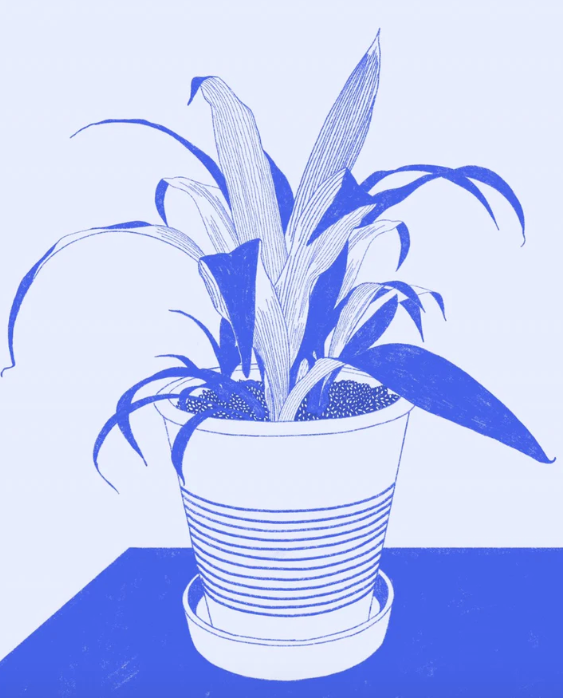 blue spider plant (8x10